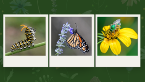 Three close-up images of colorful insects perched on flowers.
